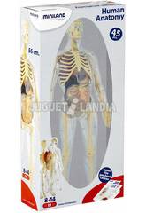 Jeu Anatomie Humaine Miniland 99060