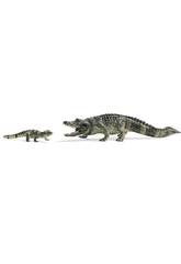 Set de Caimans